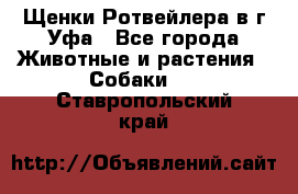 Щенки Ротвейлера в г.Уфа - Все города Животные и растения » Собаки   . Ставропольский край